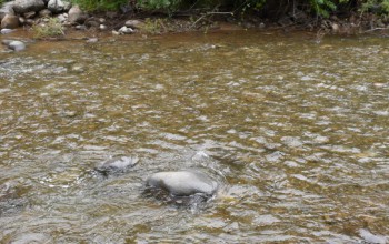 INSPECCIONAMOS ESTADO DE RÍOS MANCO Y CENTINELA POR LLUVIAS