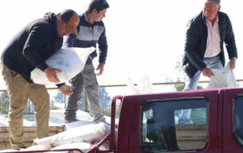 USUARIOS PRODESAL RECIBEN INSUMOS